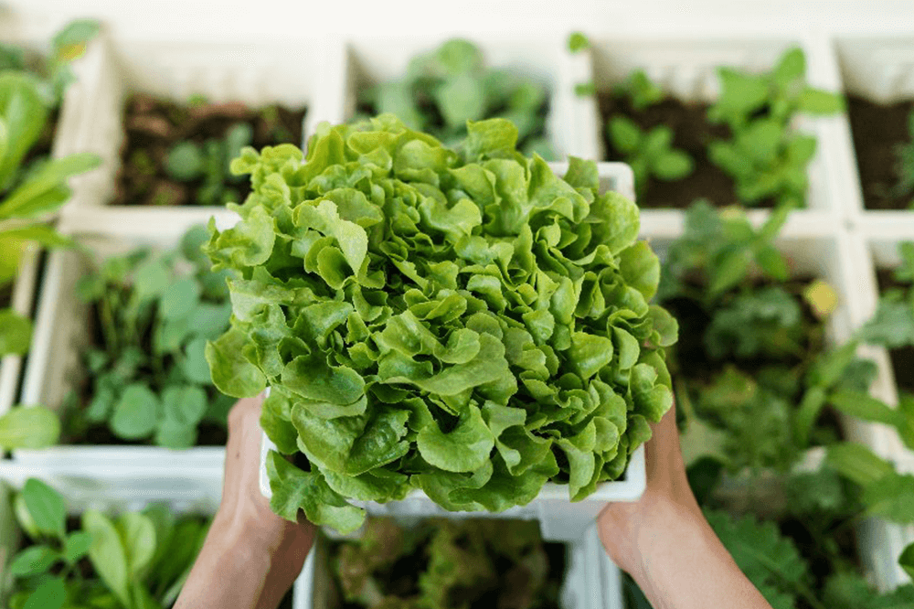 10 Reasons for Growing Your Own Food