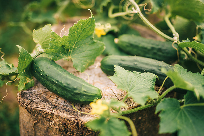 cucumbers on the vine