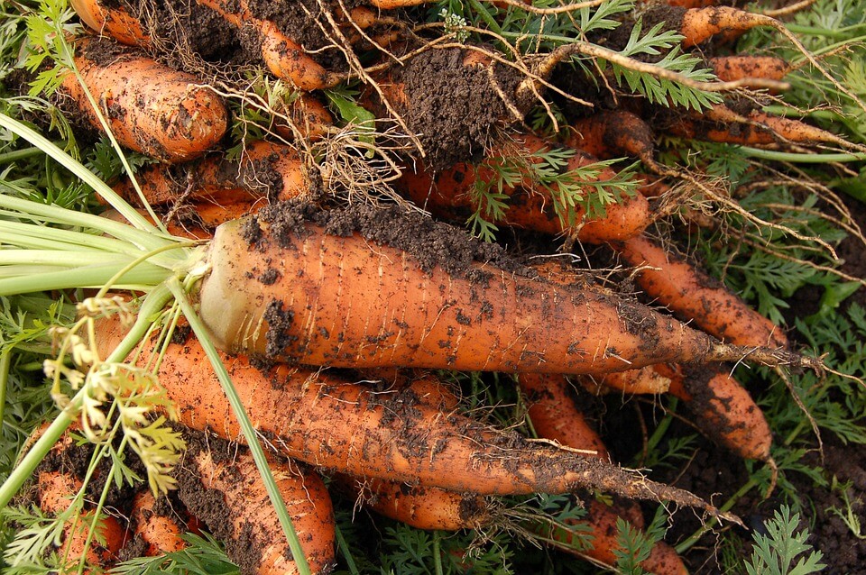 Carrots in a Grow Bag