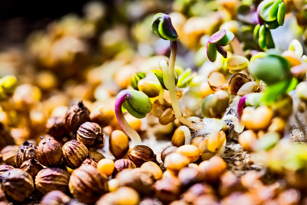 Difference Between GMO, Hybrid, Organic & Heirloom Seeds