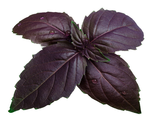 Buy Basil Purple Seeds Buy Quality Seeds online