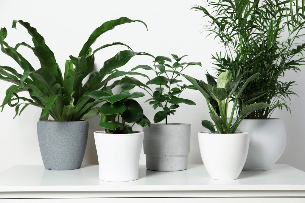 7 Low-Maintenance Indoor Houseplants That Are Hard to Kill