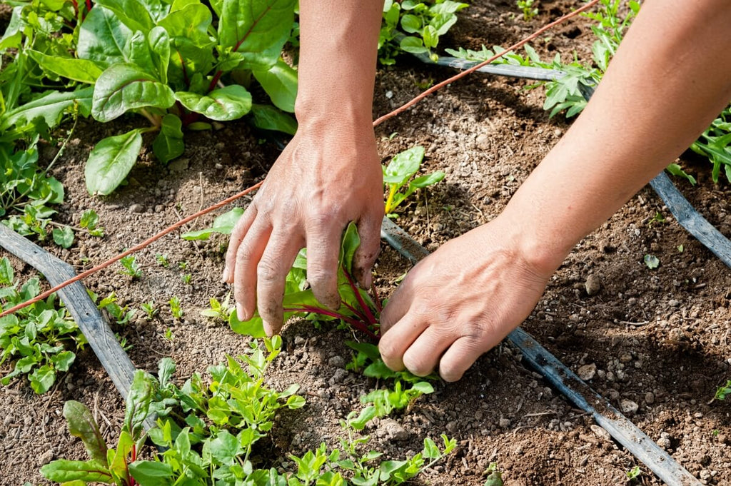 Natural Ways of Removing Weeds From Your Garden