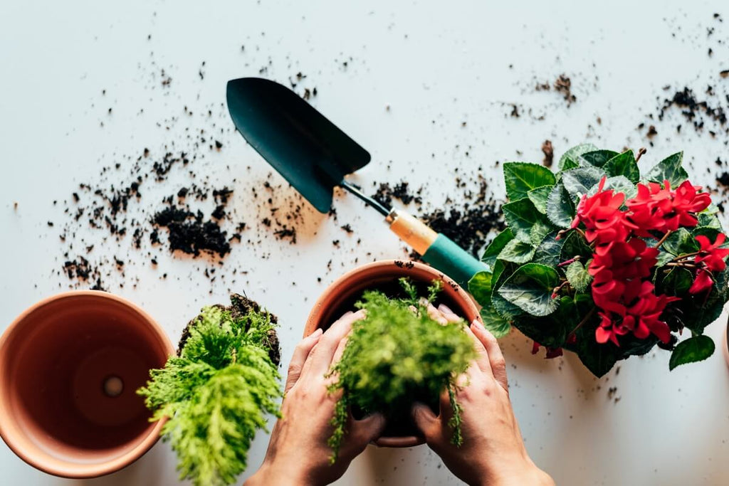 7 Exciting Gardening Trends to Try in 2024