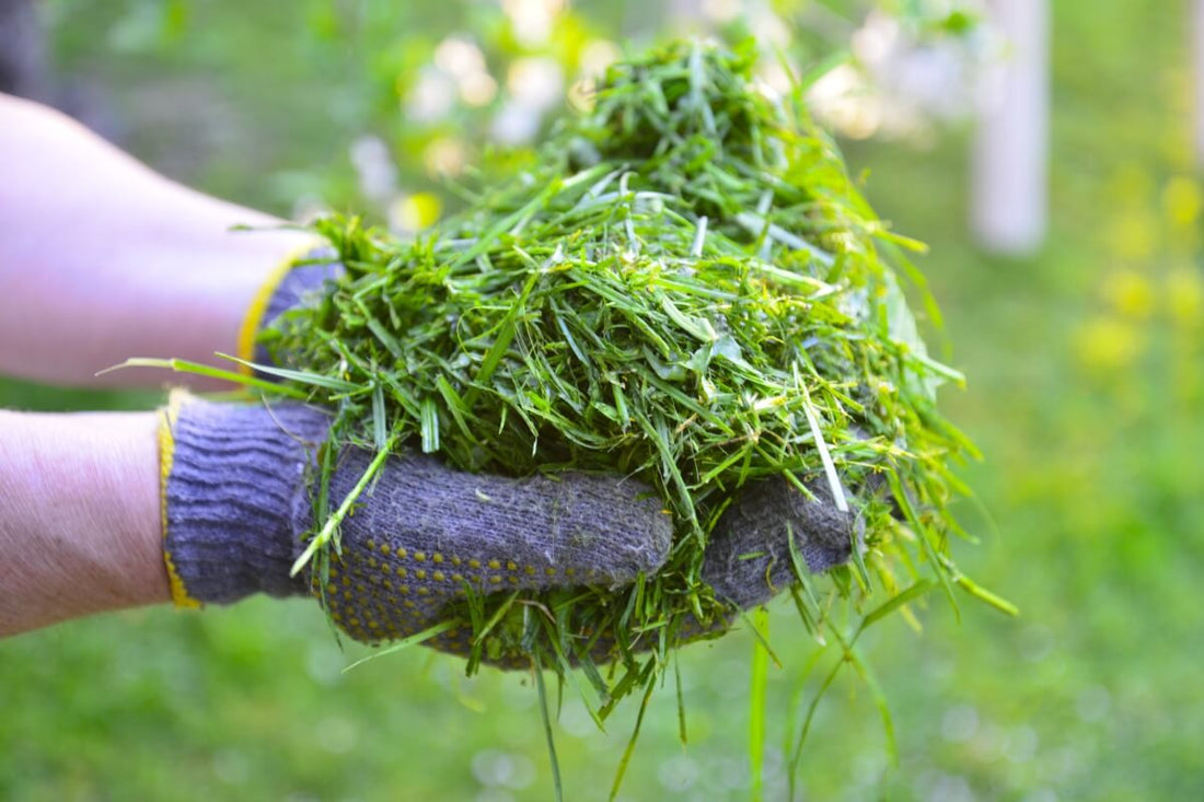 Grass cuttings on online lawn