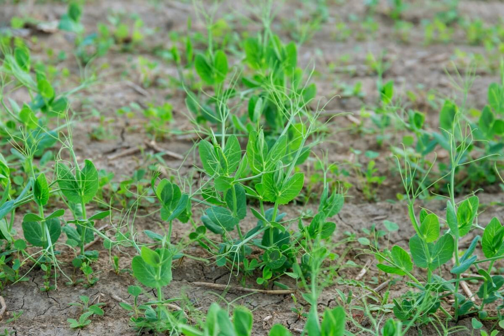 How to plant, grow, and harvest your own peas?