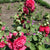 Hollyhock Double Red Seeds