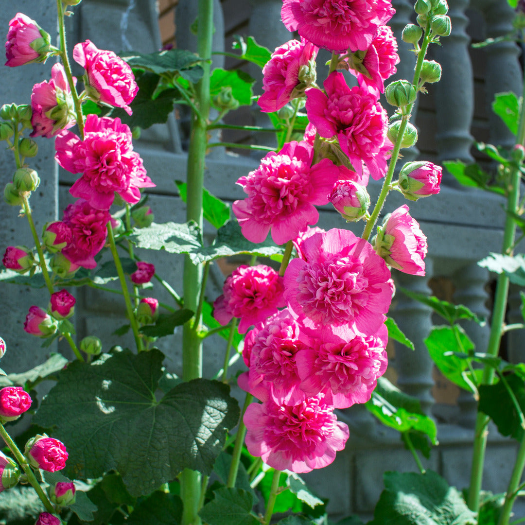 Hollyhock Double Pink Seeds