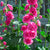 Hollyhock Double Pink Seeds