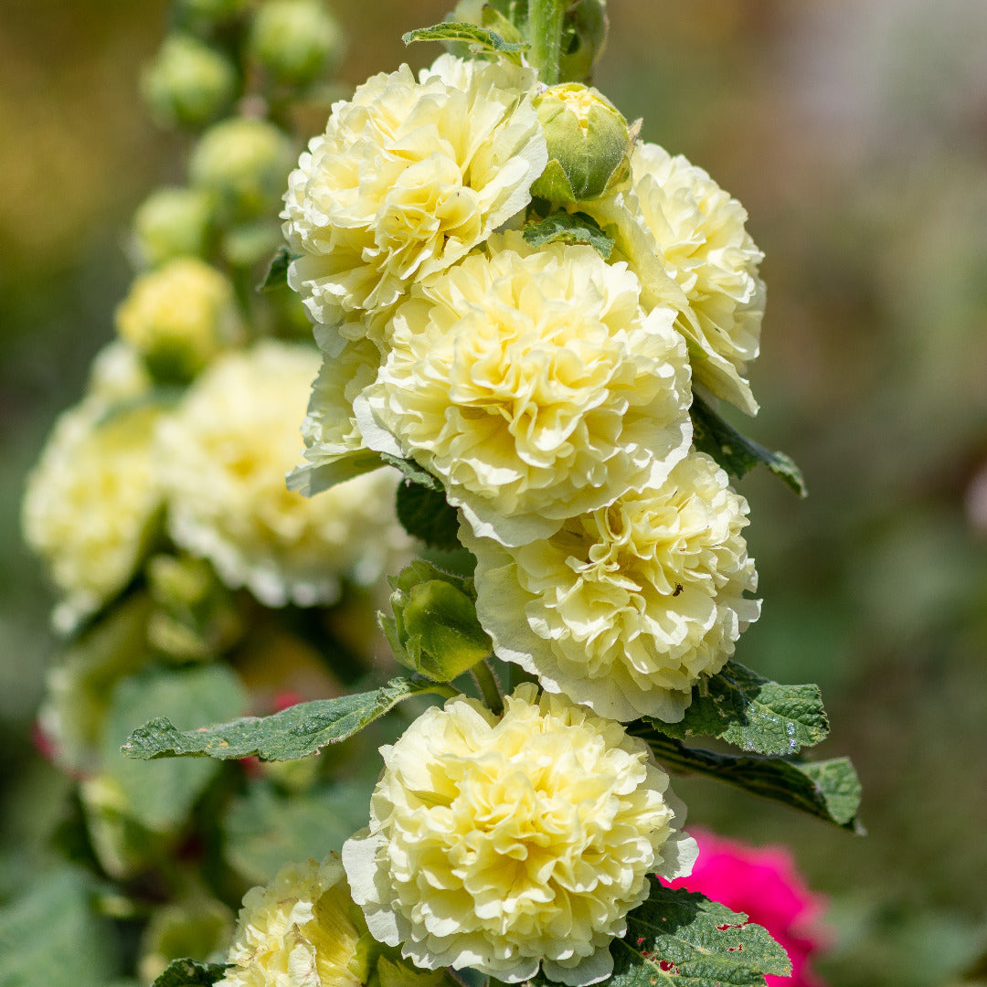 Hollyhock Double Yellow Seeds