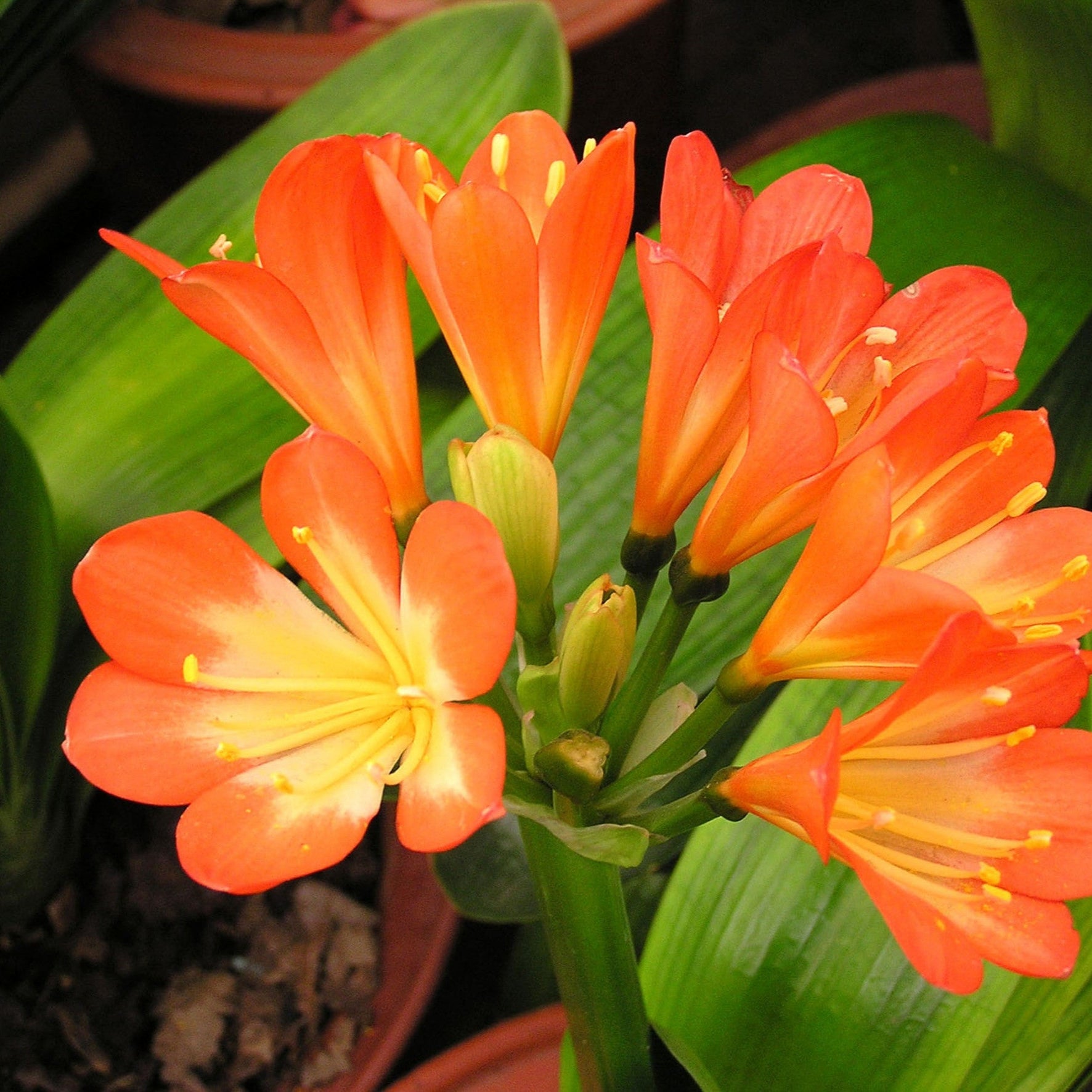 Clivia Miniata Light Orange Bulbs