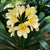 Clivia Miniata Yellow Bulbs