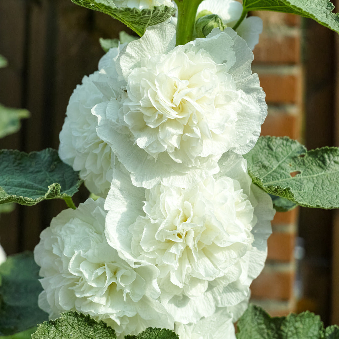 Hollyhock Double White Seeds