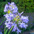 Agapanthus Blue Bulbs