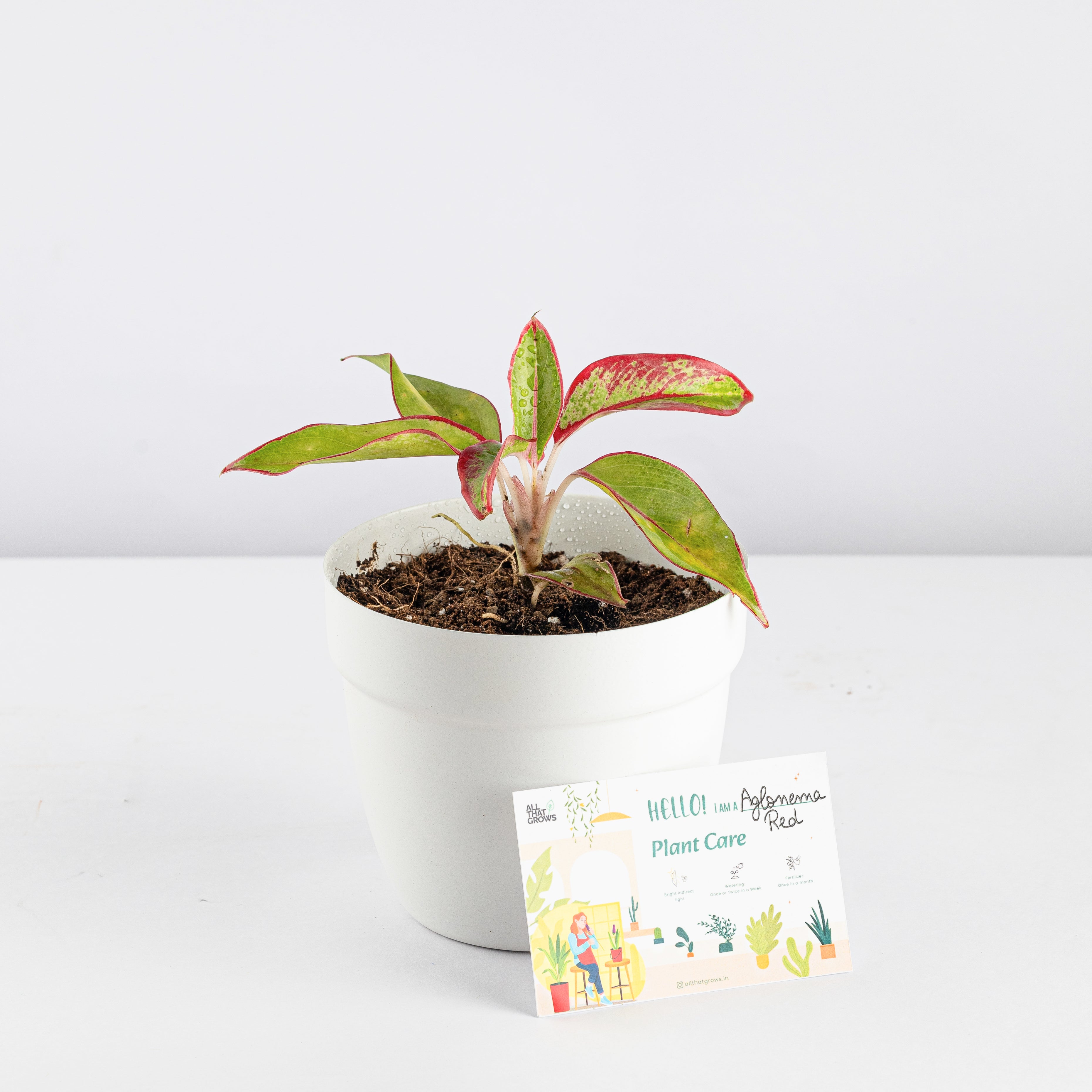 Aglaonema Red Plant