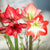 Amaryllis Lily Mix Bulbs