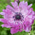 Anemone The Admiral Bulbs