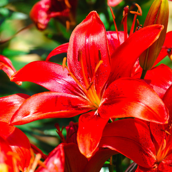 Buy 5-Pack Bulbs of Asiatic Lily Red Flowers | AllThatGrows