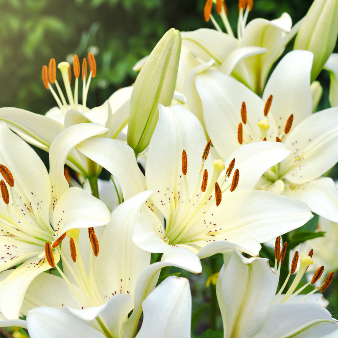 Zantedeschia, Arum Lily, Calla Lily- Plant (Any Colour) | Wild Roots