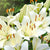 Asiatic Lily White Flower Bulbs