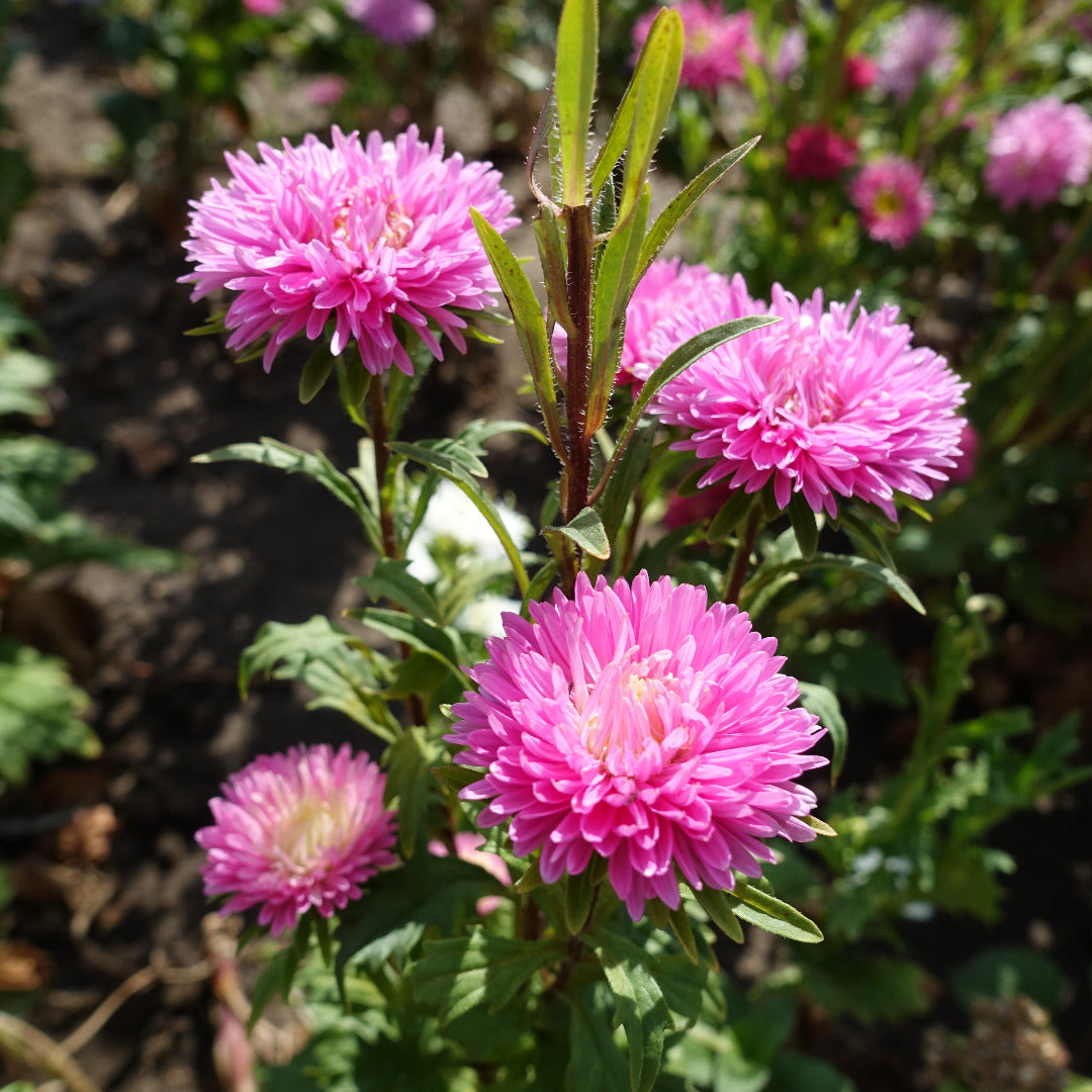 Aster Dwarf Pink Seeds