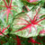 Caladium Red Bulbs