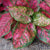 Caladium Pink Bulbs