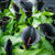 Calla Lily Black Bulbs