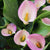 Calla Lily Pink