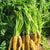 Carrot Yellow at ATG farm