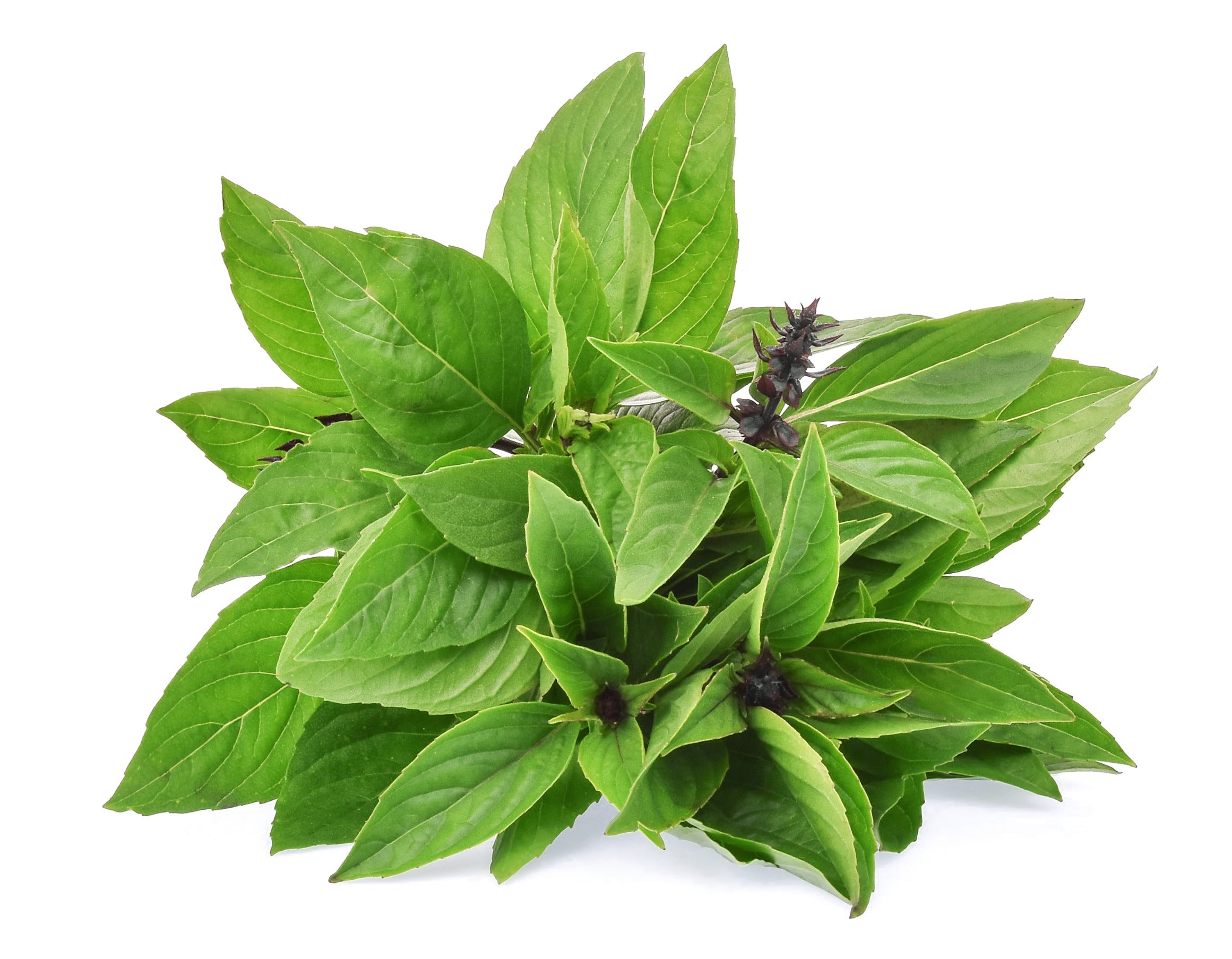 Buy Cinnamon Basil Seeds Online Exotic Herb Seeds To Grow