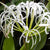 Crinum Lily White Bulbs