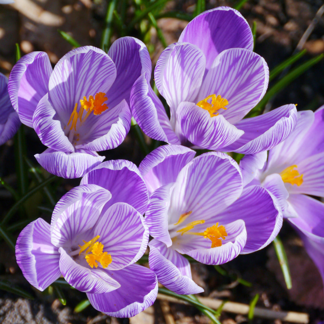 Crocus Pickwick Bulbs