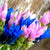 Curcuma Blue Bulbs