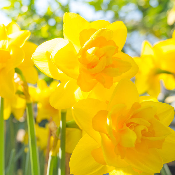 Daffodil Queen's Day Bulbs - AllThatGrows | 5 bulbs pack