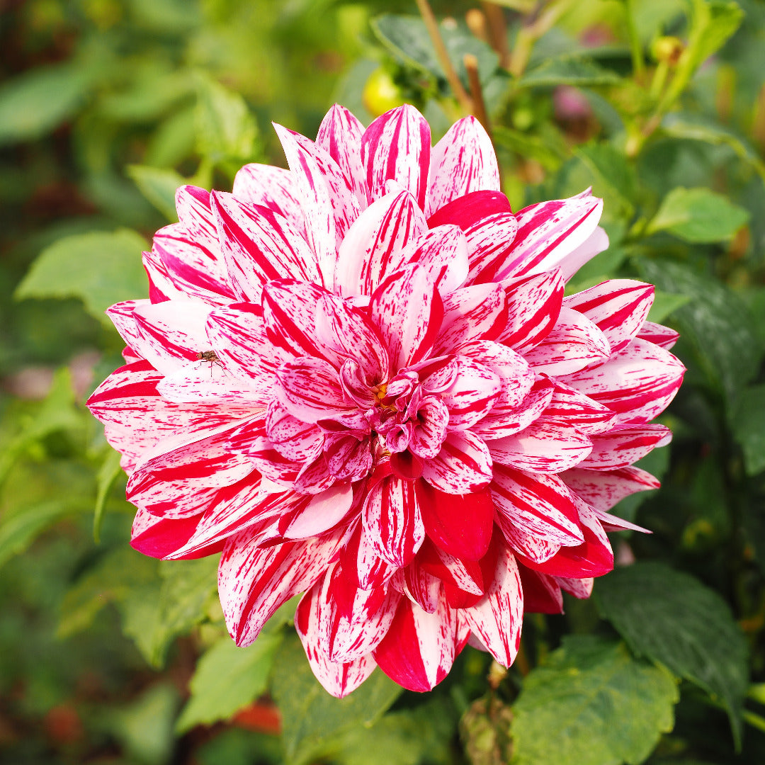 Dahlia Large Double Red Bulbs