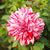 Dahlia Large Double Red Bulbs