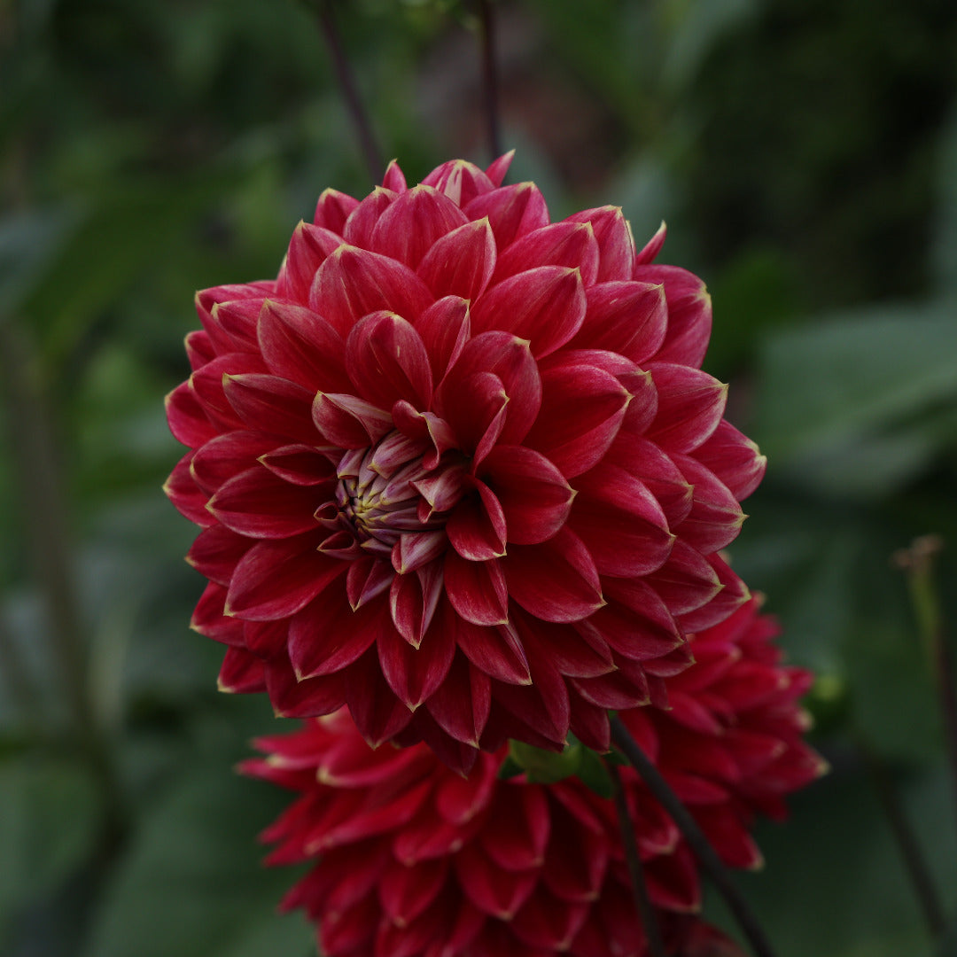 Dahlia Large Red Bulbs