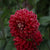 Dahlia Large Red Bulbs