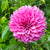 Dahlia Large Semi Pink Bulbs