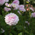 Dahlia Pompon Light Pink Bulbs