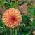 Dahlia Small Peach Bulbs