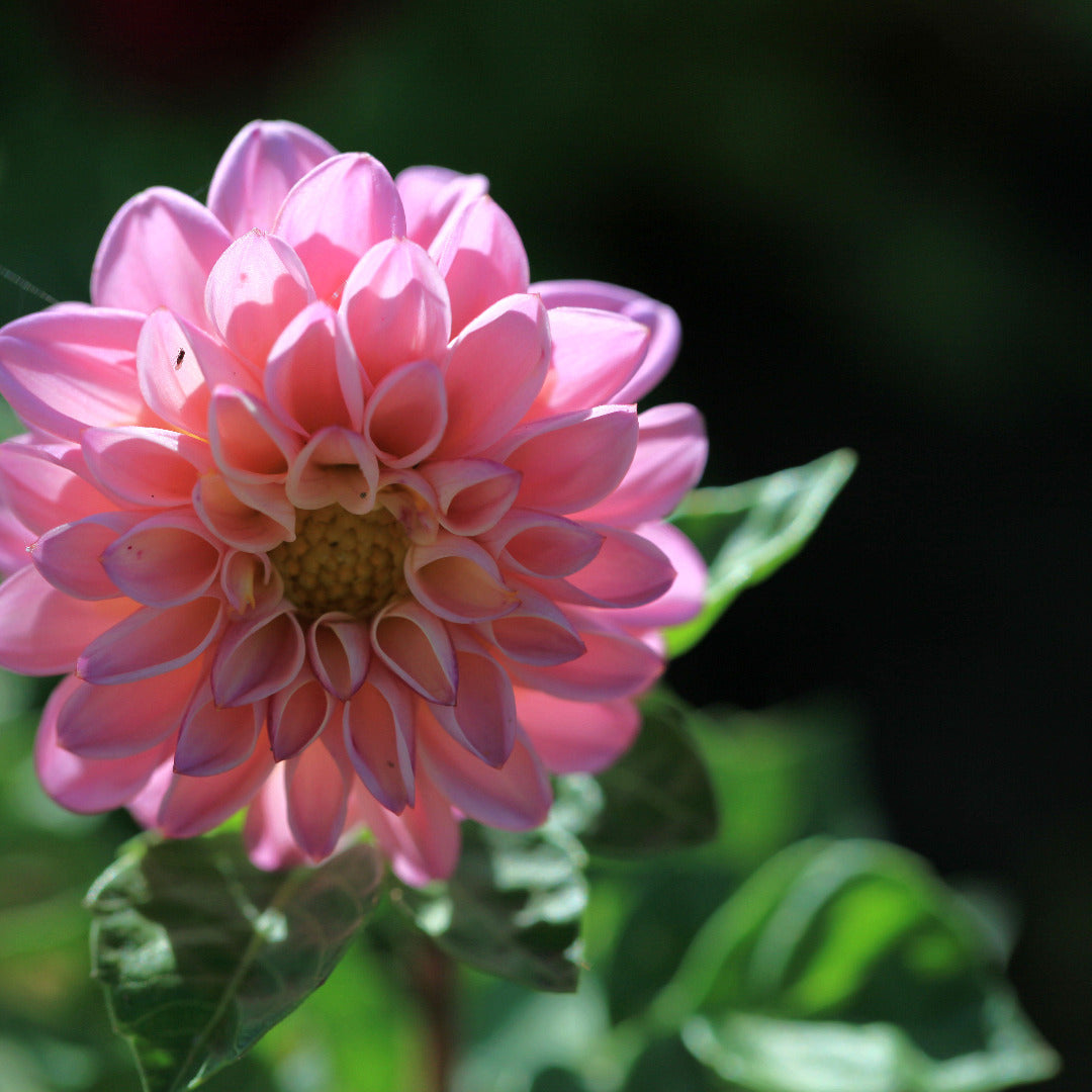 Dahlia Small Pink Bulbs