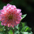 Dahlia Small Pink Bulbs