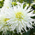 Dahlia Cactus White Bulbs