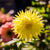 Dahlia Cactus Yellow Bulbs