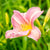 Daylily Pink Bulbs