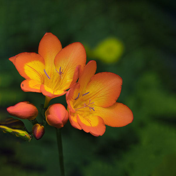 Freesia Orange Bulbs