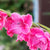 Gladiolus Fairytale Pink Bulbs