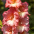 Gladiolus Fortarosa Bulbs